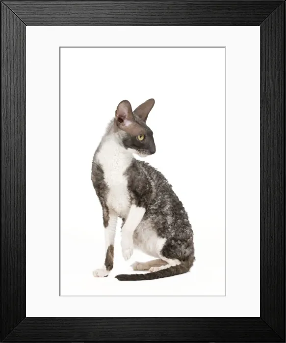 Framed Print : Cat - Cornish Rex Framed Print : Cat - Cornish Rex