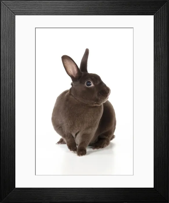 Framed Print : RABBIT - Mini havana rex Framed Print : RABBIT - Mini havana rex