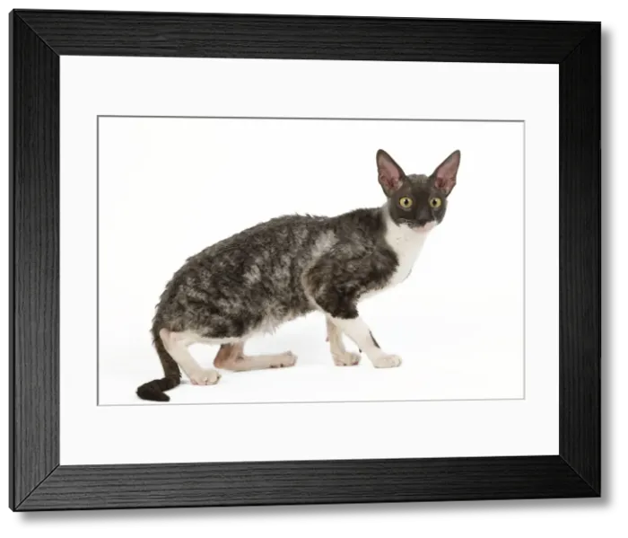 Framed Print : Cat - Cornish Rex Framed Print : Cat - Cornish Rex
