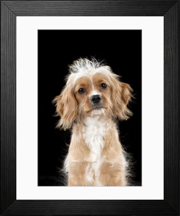 Framed Print : DOG - Cavapoo Framed Print : DOG - Cavapoo