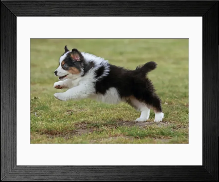 Framed Print : Dog - Australian Sheepdog / Shepherd Dog - puppy running Framed Print : Dog - Australian Sheepdog / Shepherd Dog - puppy running