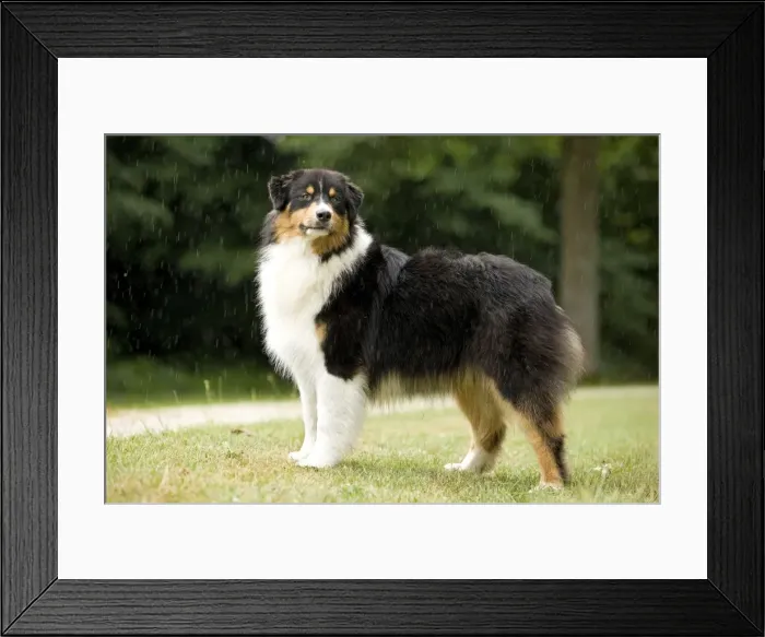 Framed Print : Dog - Australian Sheepdog / Shepherd Dog Framed Print : Dog - Australian Sheepdog / Shepherd Dog
