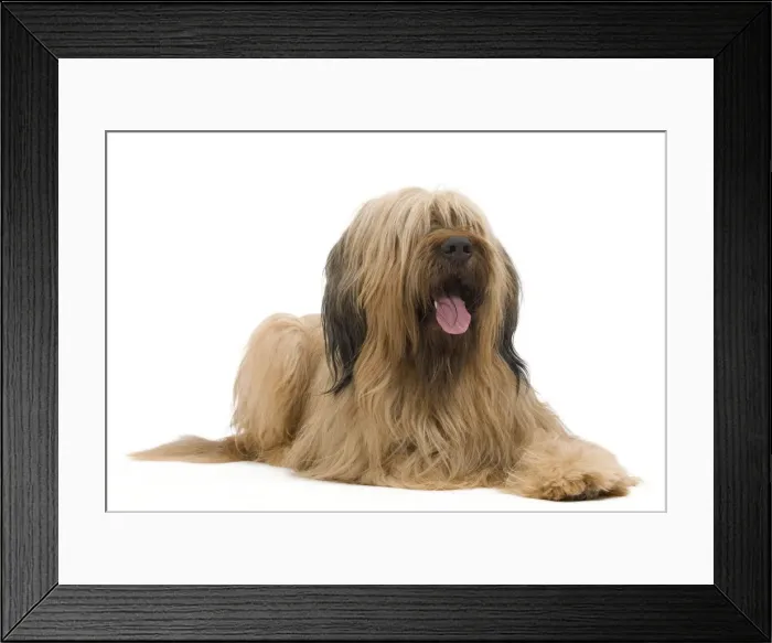 Framed Print : Dog - Briard Sheepdog Framed Print : Dog - Briard Sheepdog