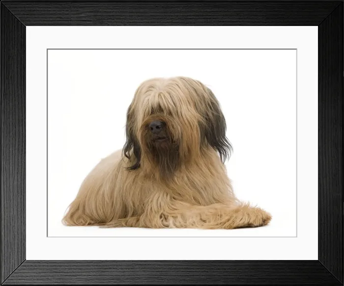 Framed Print : Dog - Briard Sheepdog Framed Print : Dog - Briard Sheepdog