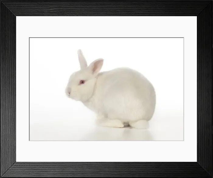 Framed Print : RABBIT - Mini ivory satin Framed Print : RABBIT - Mini ivory satin