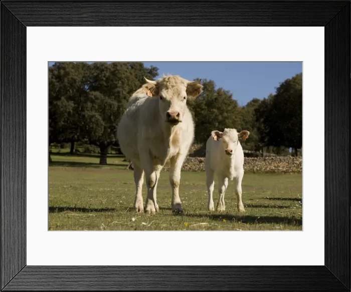 Framed Print : Cattle - Charolais - with calf Framed Print : Cattle - Charolais - with calf