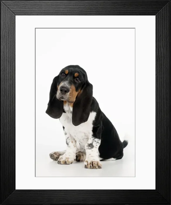 Framed Print : DOG - Basset hound puppy sitting Framed Print : DOG - Basset hound puppy sitting