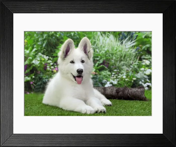 Framed Print : Dog - Swiss White Shepherd Dog Framed Print : Dog - Swiss White Shepherd Dog