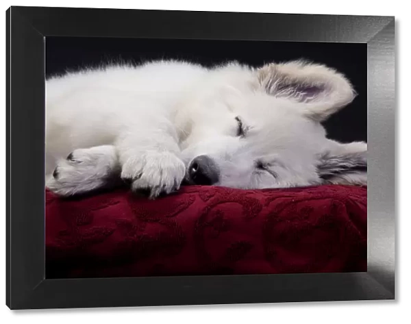 Dog - Swiss White Shepherd Dog - sleeping