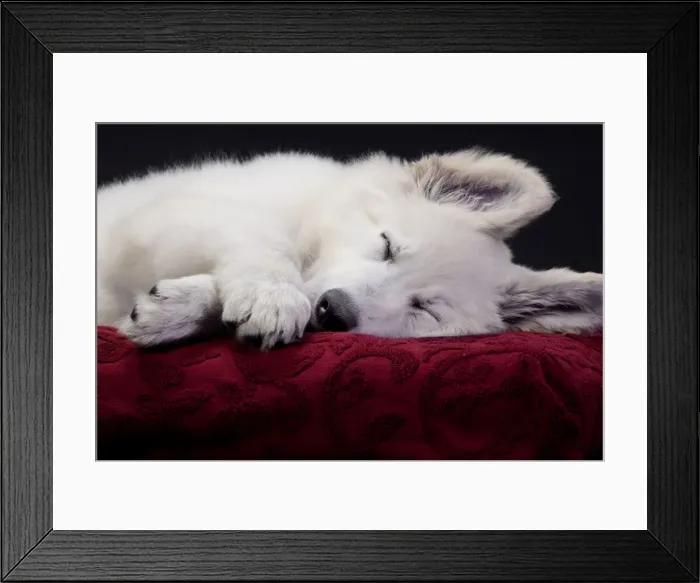 Framed Print : Dog - Swiss White Shepherd Dog - sleeping Framed Print : Dog - Swiss White Shepherd Dog - sleeping