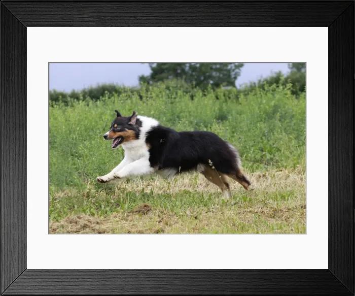 Framed Print : Dog - Australian Sheepdog / Shepherd Dog - running Framed Print : Dog - Australian Sheepdog / Shepherd Dog - running
