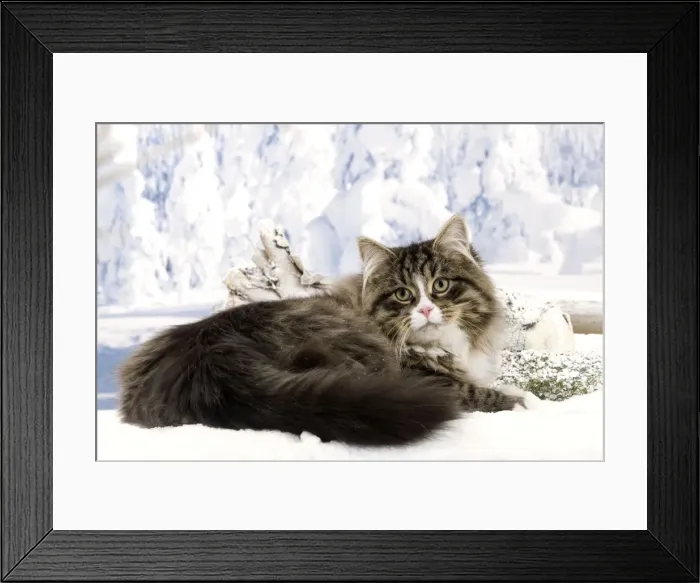 Framed Print : Cat - Siberian Cat sitting in snow