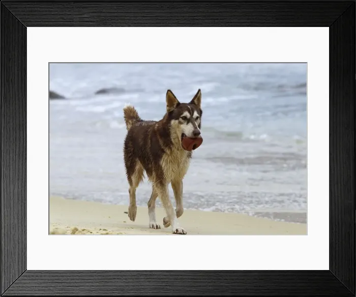 Framed Print : Dog - playing on the beach - Venezuela Framed Print : Dog - playing on the beach - Venezuela