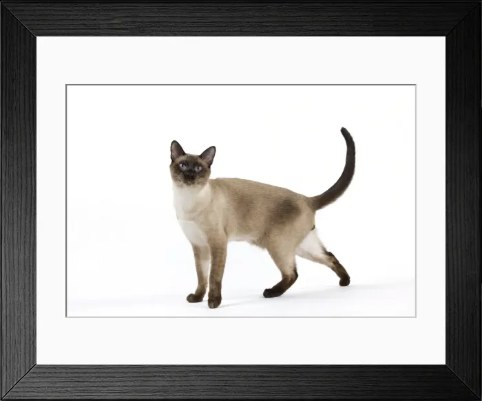 Framed Print : Cat - Thai Framed Print : Cat - Thai