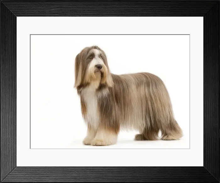 Framed Print : Dog - Bearded Collie Framed Print : Dog - Bearded Collie