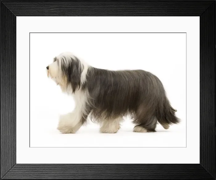 Framed Print : Dog - Bearded Collie Framed Print : Dog - Bearded Collie