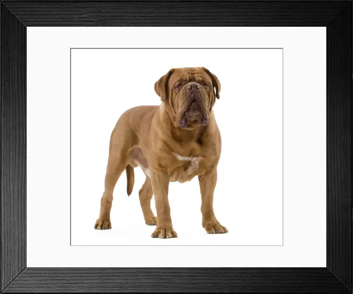 Framed Print : Dog - Dogue de Bordeaux / Bordeaux Mastiff / French Mastiff / Bordeauxdog Framed Print : Dog - Dogue de Bordeaux / Bordeaux Mastiff / French Mastiff / Bordeauxdog