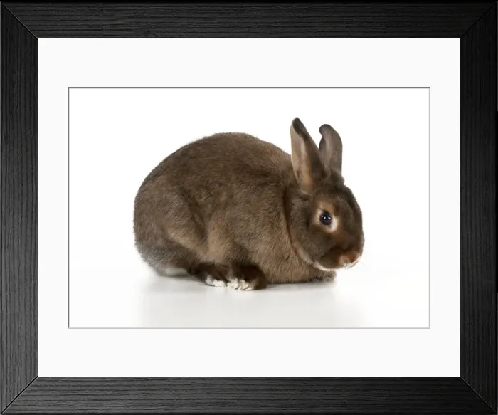 Framed Print : RABBIT - Mini castor satin Framed Print : RABBIT - Mini castor satin