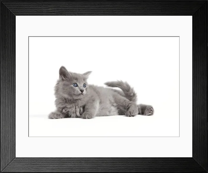 Framed Print : Cat - Nebelung kitten Framed Print : Cat - Nebelung kitten