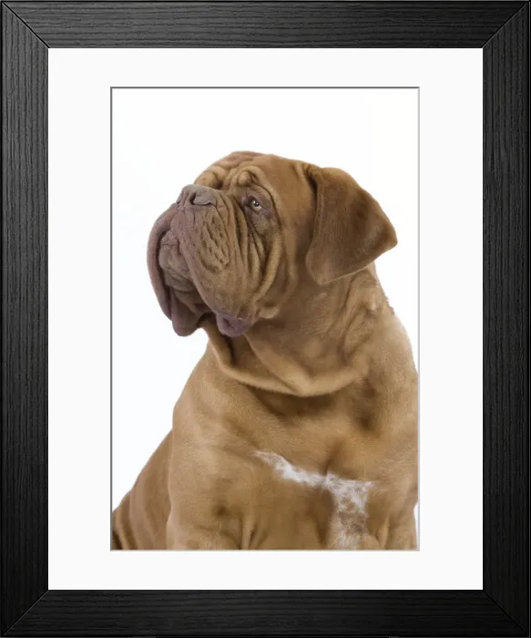 Framed Print : Dog - Dogue de Bordeaux / Bordeaux Mastiff / French Mastiff / Bordeauxdog Framed Print : Dog - Dogue de Bordeaux / Bordeaux Mastiff / French Mastiff / Bordeauxdog