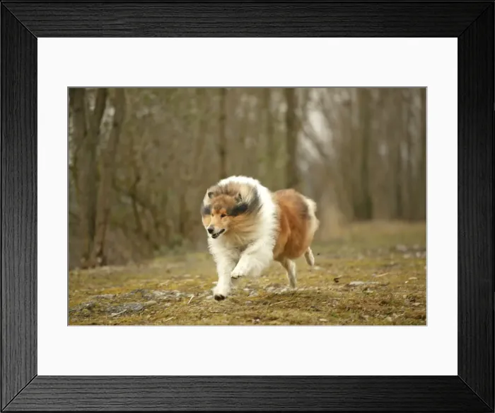 Framed Print : Dog - Rough Collie - running Framed Print : Dog - Rough Collie - running