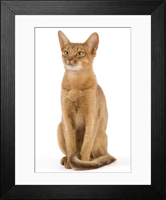 Framed Print : Cat - Chocolate Abyssinian