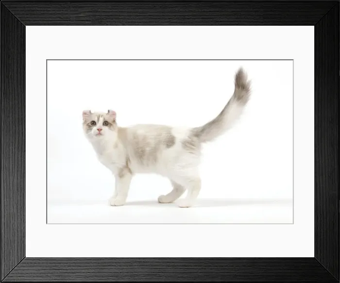 Framed Print : Cat - American Curl