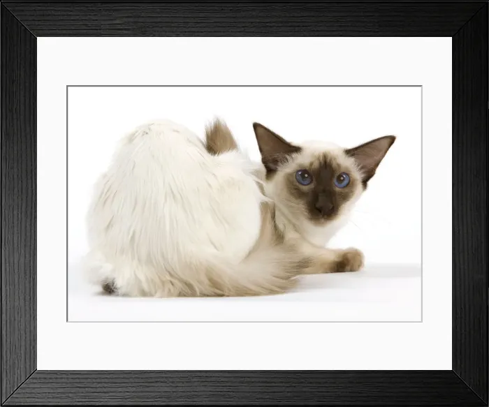 Framed Print : Cat - Balinais Framed Print : Cat - Balinais