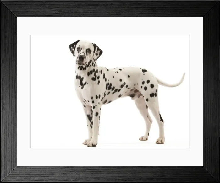 Framed Print : Dog - Dalmatian Framed Print : Dog - Dalmatian