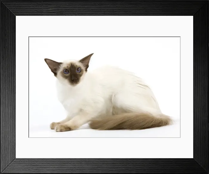 Framed Print : Cat - Balinais Framed Print : Cat - Balinais