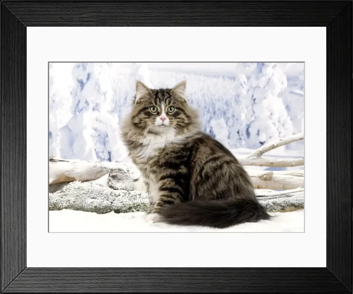 Framed Print : Cat - Siberian Cat - in snow Framed Print : Cat - Siberian Cat - in snow