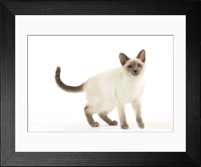 Framed Print : Cat - Thai - Kitten Framed Print : Cat - Thai - Kitten