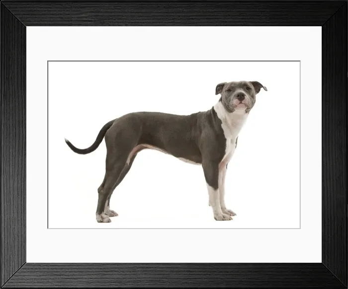 Framed Print : Dog - American Staffordshire Terrier Framed Print : Dog - American Staffordshire Terrier