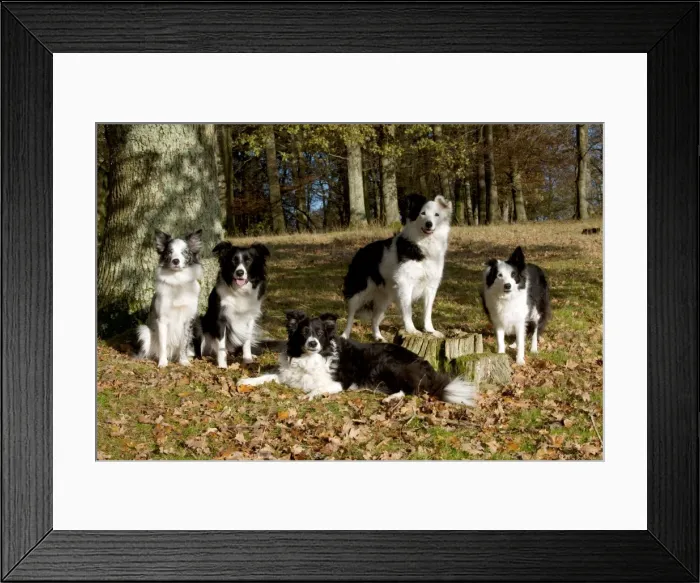 Framed Print : DOG - Border collies in a group Framed Print : DOG - Border collies in a group