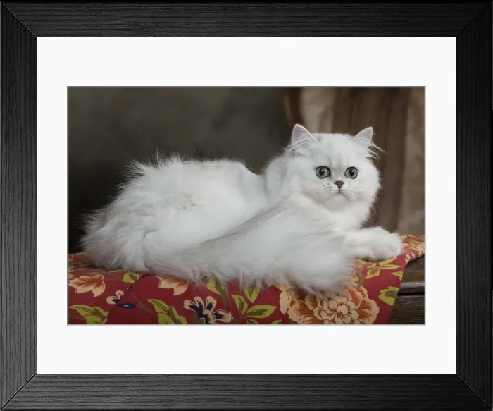 Framed Print : Cat - Persian Framed Print : Cat - Persian