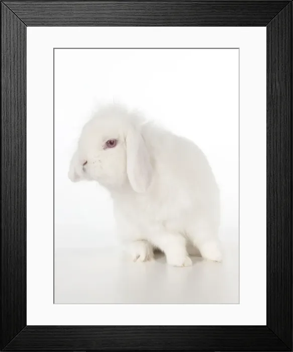Framed Print : RABBIT - Lion lop Framed Print : RABBIT - Lion lop