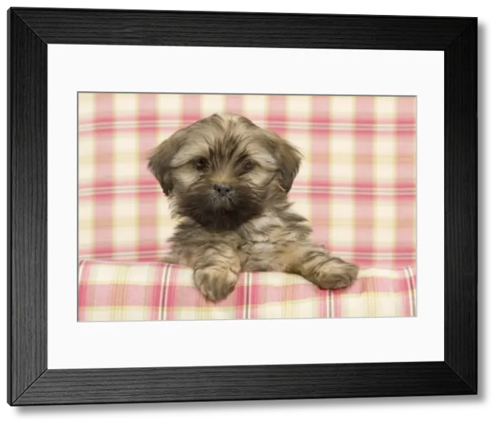 Framed Print : Dog - Lhasa Apso - puppy Framed Print : Dog - Lhasa Apso - puppy