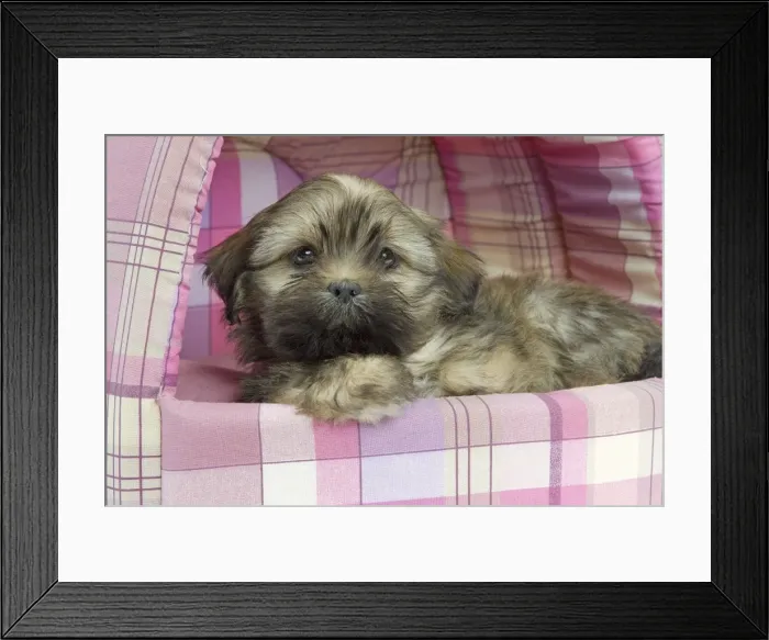 Framed Print : Dog - Lhasa Apso - puppy - in bedding Framed Print : Dog - Lhasa Apso - puppy - in bedding