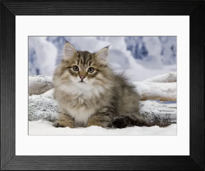 Framed Print : Cat - Siberian - in snow Framed Print : Cat - Siberian - in snow