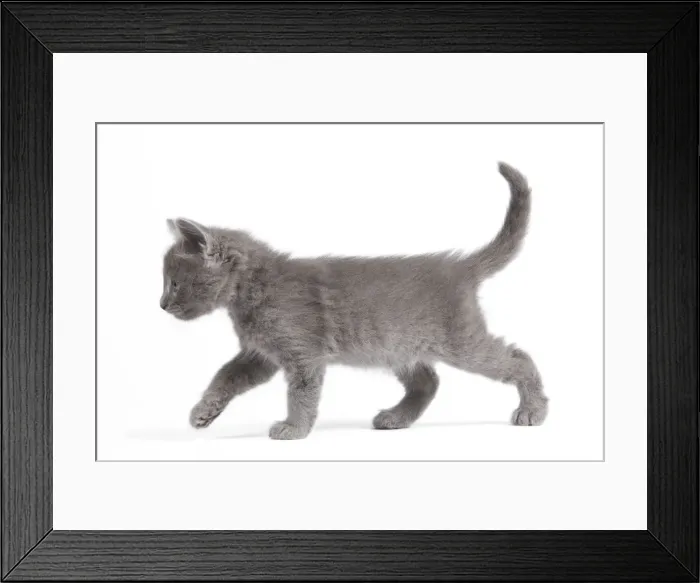 Framed Print : Cat - Nebelung Kitten Framed Print : Cat - Nebelung Kitten