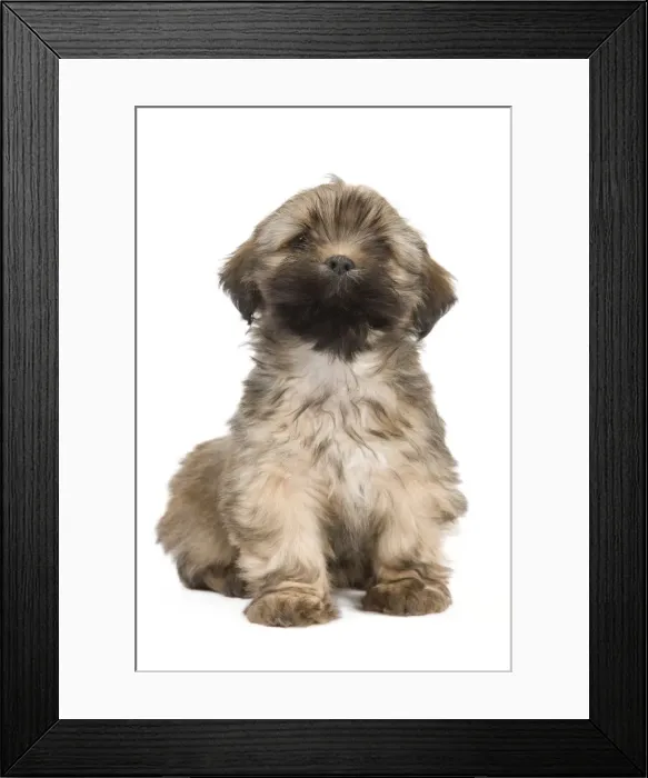 Framed Print : Dog - Lhasa Apso - puppy Framed Print : Dog - Lhasa Apso - puppy