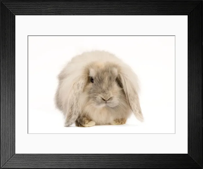 Framed Print : Rabbit. LA-9203. Rabbit. Jean-Michel Labat Framed Print : Rabbit. LA-9203. Rabbit. Jean-Michel Labat