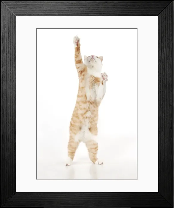 Framed Print : CAT - Ginger and white cat standing on it back legs Framed Print : CAT - Ginger and white cat standing on it back legs