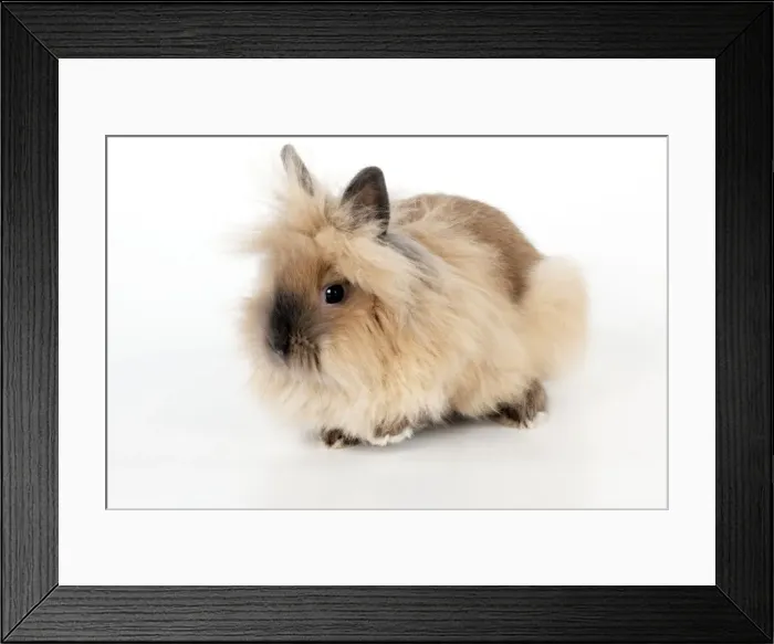 Framed Print : RABBIT - Lionhead Framed Print : RABBIT - Lionhead
