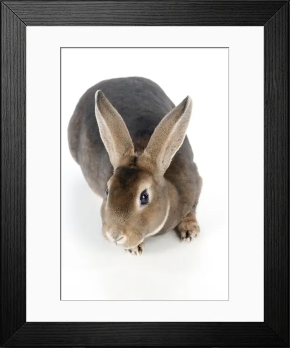 Framed Print : RABBIT - Mini castor rex Framed Print : RABBIT - Mini castor rex