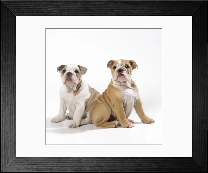 Framed Print : Bulldog Puppies Framed Print : Bulldog Puppies