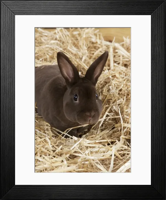 Framed Print : RABBIT - Mini havana rex sitting in straw Framed Print : RABBIT - Mini havana rex sitting in straw