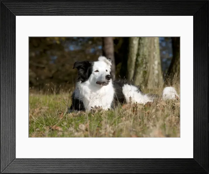 Framed Print : DOG - Border collie laying down Framed Print : DOG - Border collie laying down