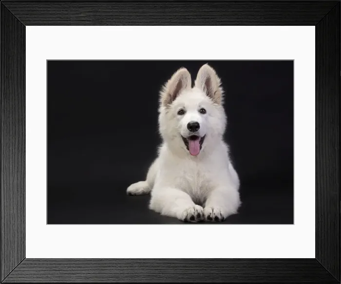 Framed Print : White Swiss Shepherd Dog