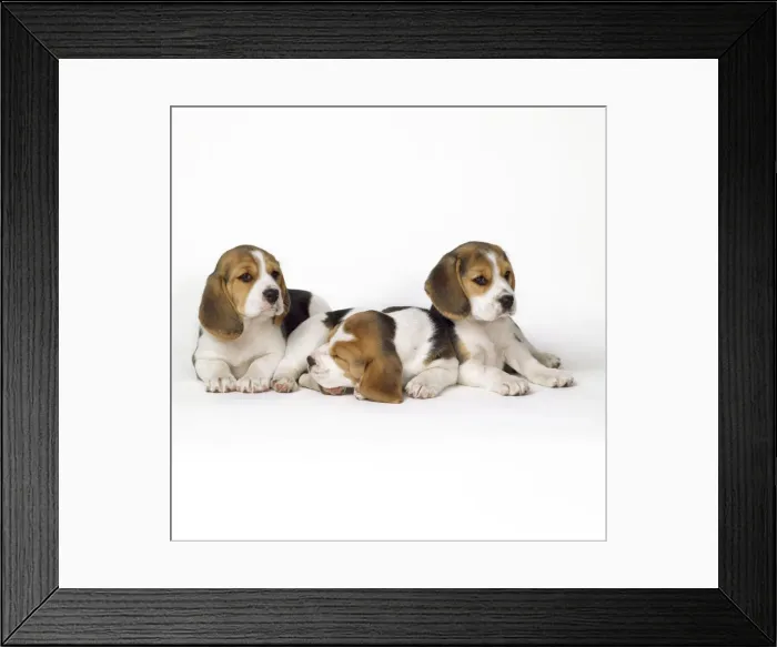Framed Print : Beagle Dog - puppies Framed Print : Beagle Dog - puppies
